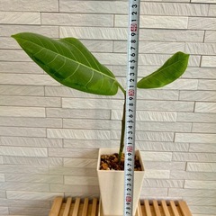 ★お値下げ★　①観葉植物 フィカス アルテシマ  スクエア　プラ深鉢3.5号　受け皿付き　の画像