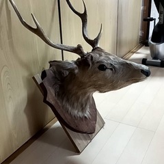 鹿の剥製の画像