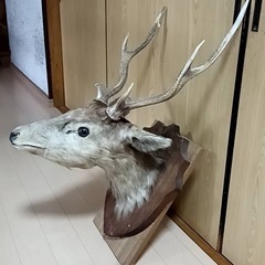 鹿の剥製の画像
