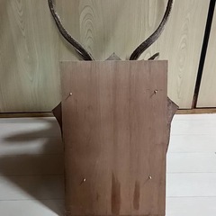 鹿の剥製の画像
