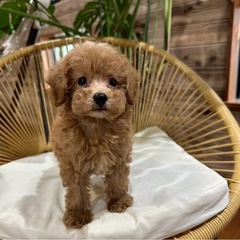 トイプードル②   男の子