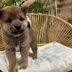 柴犬　女の子
