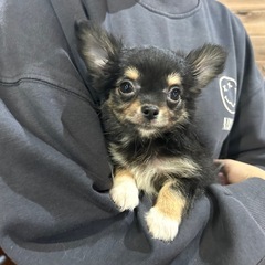 チワワ　男の子😎