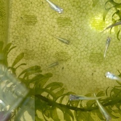 プラチナ（松井ヒレ長×幹之）×紂王のF 1 20匹の画像