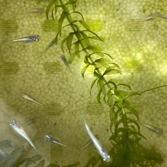 プラチナ（松井ヒレ長×幹之）×紂王のF 1 20匹の画像