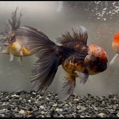 金魚 ★12匹セット★ローズテールオランダ2～4cm前後の画像