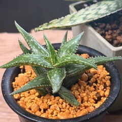 全て交渉中✨Taniku Shokubutsu〜 ✨多肉植物✨わいるどわいどの画像