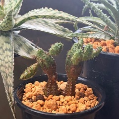 全て交渉中✨Taniku Shokubutsu〜 ✨多肉植物✨わいるどわいどの画像