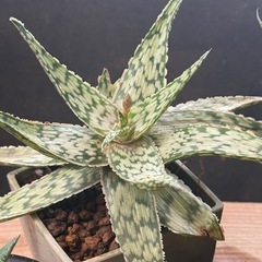 全て交渉中✨Taniku Shokubutsu〜 ✨多肉植物✨わいるどわいどの画像