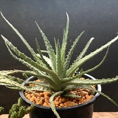 全て交渉中✨Taniku Shokubutsu〜 ✨多肉植物✨わいるどわいどの画像