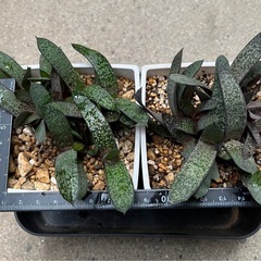 ガステリア 子宝の画像