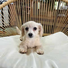 ミックス（マルチーズ✖️ダックス）