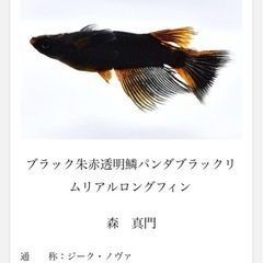 (決まり)(品評会2席)ジーク・ノブァ有精卵10個の画像