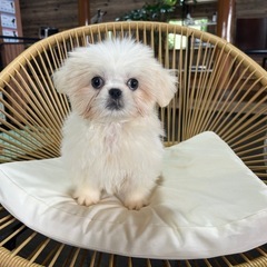 ミックス（ペキニーズ✖️シーズー）