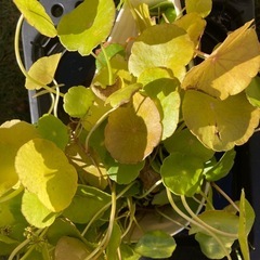 水草2種まとめての画像