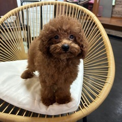 トイプードル① 男の子！