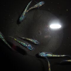 (決まりました)めだか（ヒミツヘイキ）１０匹の画像