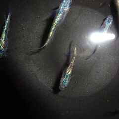 (決まりました)めだか（ヒミツヘイキ）１０匹の画像