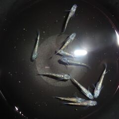 (決まりました)めだか（ヒミツヘイキ）１０匹の画像