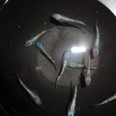 (決まりました)めだか（ヒミツヘイキ）１０匹の画像