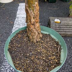 大苗プルメリア①(開花経験あり)の画像