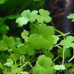 【前景草】オーストラリアン・ノチドメ(クローバー)の画像