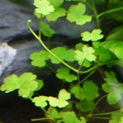 【前景草】オーストラリアン・ノチドメ(クローバー)の画像