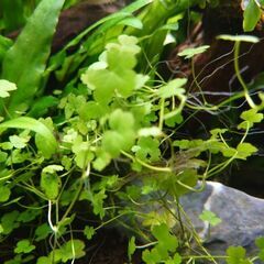 【前景草】オーストラリアン・ノチドメ(クローバー)の画像