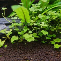 【前景草】オーストラリアン・ノチドメ(クローバー)の画像