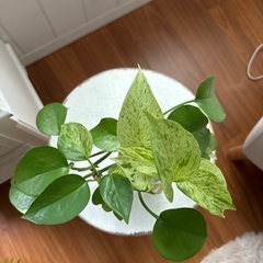 ポトス(水栽培)の画像