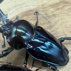 幼虫　ニジイロクワガタ　ブルーグリーンの画像