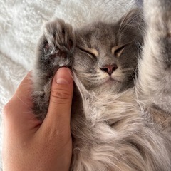 サイベイアン 0.5歳