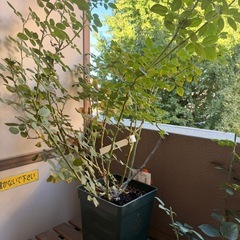 2年目　クリスティアーナ　バラ大苗　の画像