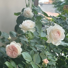 2年目　クリスティアーナ　バラ大苗　の画像