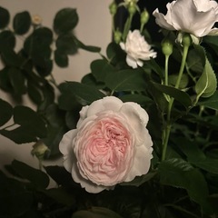 2年目　クリスティアーナ　バラ大苗　の画像