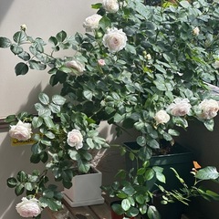 2年目　クリスティアーナ　バラ大苗　の画像