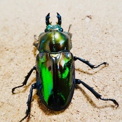 幼虫　ニジイロクワガタ　ブルーグリーンの画像