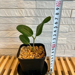 ★お値下げ★　❶観葉植物　フィカス ベンガレンシス プレステラ90型 プラ鉢 受け皿無し　の画像