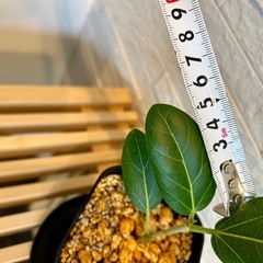 ★お値下げ★　❶観葉植物　フィカス ベンガレンシス プレステラ90型 プラ鉢 受け皿無し　の画像