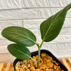 ★お値下げ★　❶観葉植物　フィカス ベンガレンシス プレステラ90型 プラ鉢 受け皿無し　の画像