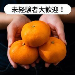 愛媛県宇和島市吉田町立間でみかんの収穫作業等のお仕事！【単発/短...