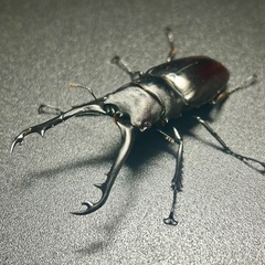 ギラファノコギリクワガタ亜種ティモレンシス　成虫ペアの画像