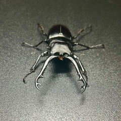 ギラファノコギリクワガタ亜種ティモレンシス　成虫ペアの画像