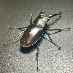 ギラファノコギリクワガタ亜種ティモレンシス　成虫ペアの画像