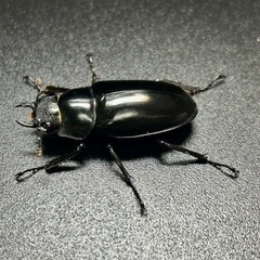 ギラファノコギリクワガタ亜種ティモレンシス　成虫ペアの画像