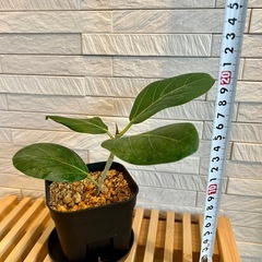 ★お値下げ★　❷観葉植物　 フィカス ベンガレンシス プレステラ105型 プラ鉢 受け皿無し　の画像