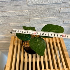 ★お値下げ★　❷観葉植物　 フィカス ベンガレンシス プレステラ105型 プラ鉢 受け皿無し　の画像