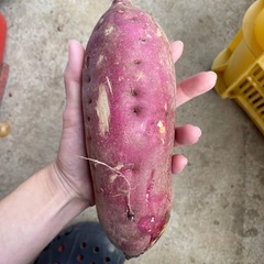 紅はるか🍂🍠10本の画像