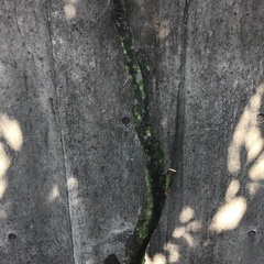 琉球黒壇木(クロキ)の枝の画像