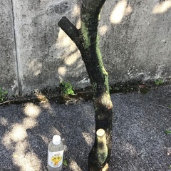 琉球黒壇木(クロキ)の枝の画像